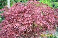 Klon dissectum czerwony japoński kanuka szczepiony 18 LETNI palmowy inny