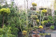 Sosna czarna bonsai szczepiona duży 16 letni okaz inna