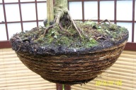 Klon palmowy orange okaz 16 letni w misie szczepiony japoński inny