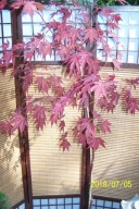 Klon czerwony szczepiony japoński kulisty inny