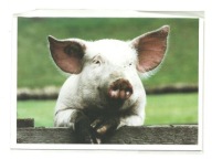 Karnet - Portret małej świnki w kolorze ...