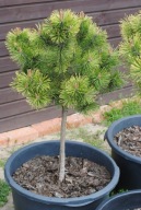 Sosna Kosodrzewina 'Wintergold Wszczepiona Na Pniu