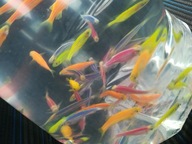 danio pręgowane ( mix kolorów)