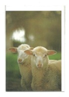 Karnet - Portret dwóch owiec / Niewinność ...