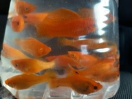 Molinezja złota księżycowa