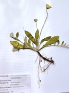 ZIELNIK, zestaw 20 gatunków - rośliny zielne z KORZENIAMI - podpisane.