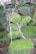 Wiśnia wąska 240cm azalia lipa złotokap róża inna