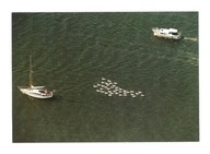 Pocztówka - Jacht, motorówka i łabędzie ...