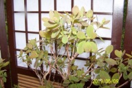 Perukowiec podolski okrywowy szczepiony okaz inny