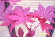 Klon palmowy czerwony Zui brzoza jarzębina trzmielina milin glicynia inny