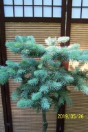 Świerk karłowy kulisty glauka szczepiony pienny inny