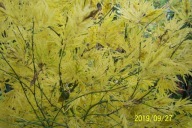 Klon dissectum japoński 30 letni green pendula żółty jesienią inny