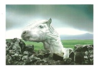 Pocztówka - Siwy koń i portret zza kamiennego muru