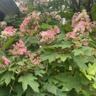 Hortensja dębolistna Burgundy w doniczce 2L 50 cm wys