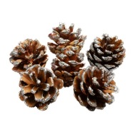 SZYSZKI SOSNOWE Z BROKATEM NATURALNE 6 SZT