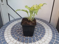 Hosta „Ripple Effect” - funkia