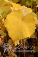 Vitis 'Konkord Rosyjski' winorośl 'Konkord Rosyjsk