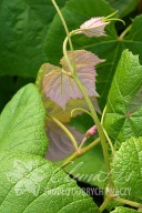 Vitis 'Isabella' winorośl 'Isabella'