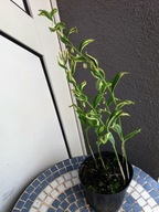 Polygonatum 'Striata' - Kokoryczka