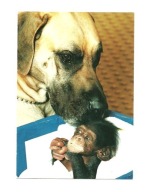 Pocztówka - Dog i szympansik / Pies i małpka ...