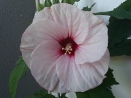 Hibiskus bylinowy Carousel Jolly Heart XL