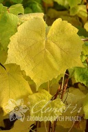 winorośl 'Swenson Red' Vitis 'Swenson Red'