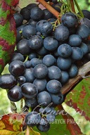 winorośl 'Muscat Bleu' Vitis 'Muscat Bleu'