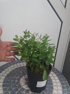 Polygonatum humile - Kokoryczka humile karłowa