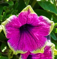 Petunia TEA Purple Green Edge
