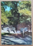 POCZTÓWKA - ZEBRY - MIEJSKI OGRÓD ZOOLOGICZNY w Warszawie, pocz. lat 70-ych