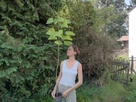 katalpa chińska 100-110cm