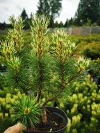 Sosna górska SUNSHINE szczepiona dwubarwna