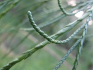 WSPANIAŁE PŁACZĄCE SZNURKI Cyprysik Lawsona 'Imbricata Pendula' DUŻE