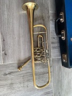 Trąbka skrzydłówka amati