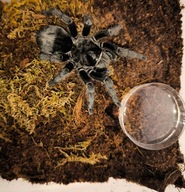 Miseczka do terrarium na wodę (ptasznik/gekon/skorpion) 5 sztuk