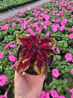 Koleus - Coleus Down Town Royalyty