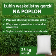 Łubin wąskolistny gorzki – na poplon – 25 kg worek