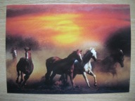 Koń, konie. Na wybiegu Wydawnictwo Festina Warszawa