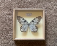 Motyl w ramce 18x18 cm - IDEA Blanchardii - CELEBES