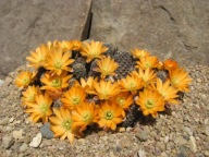 Kaktus ,Rebutia, Mediolobivia knizei WR 676a