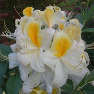 Azalia wielkokwiatowa 'Toucan'| OBFICIE KWITNĄCA