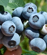 Borówka amerykańska "ELIZABETH'' MEGA SŁODKIE OWOCE póżna odmiana Polecamy