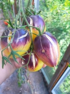 Pomidor Sgt. Pepers Yellow bardzo plenne i piękne nasiona kolekcjonerskie