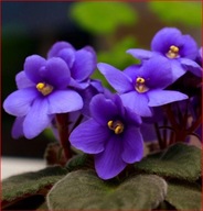 FIOŁEK WONNY SADZONKA W DONICZCE P8 ZADARNIAJĄCY POD DRZEWA NA OBWÓDKI