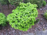 ATRAKCYJNA CZARCIA MIOTŁA Jodła kaukaska 'Leticja' NA PNIU A. nordmanniana