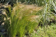 Ostnica mocna 'Pony Tails' - koński ogon