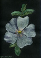 Róża dzika, obraz akryl na papierze, format A4