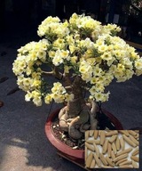 RÓŻA PUSTYNI ADENIUM ŻÓŁTE NASIONA