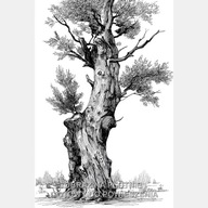 Drzewo szkic rysunek czarno biały stary dąb obraz na płótnie 58x85 art
