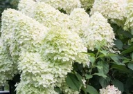 HORTENSJA BUKIETOWA "SILVER DOLLAR" sadzonka